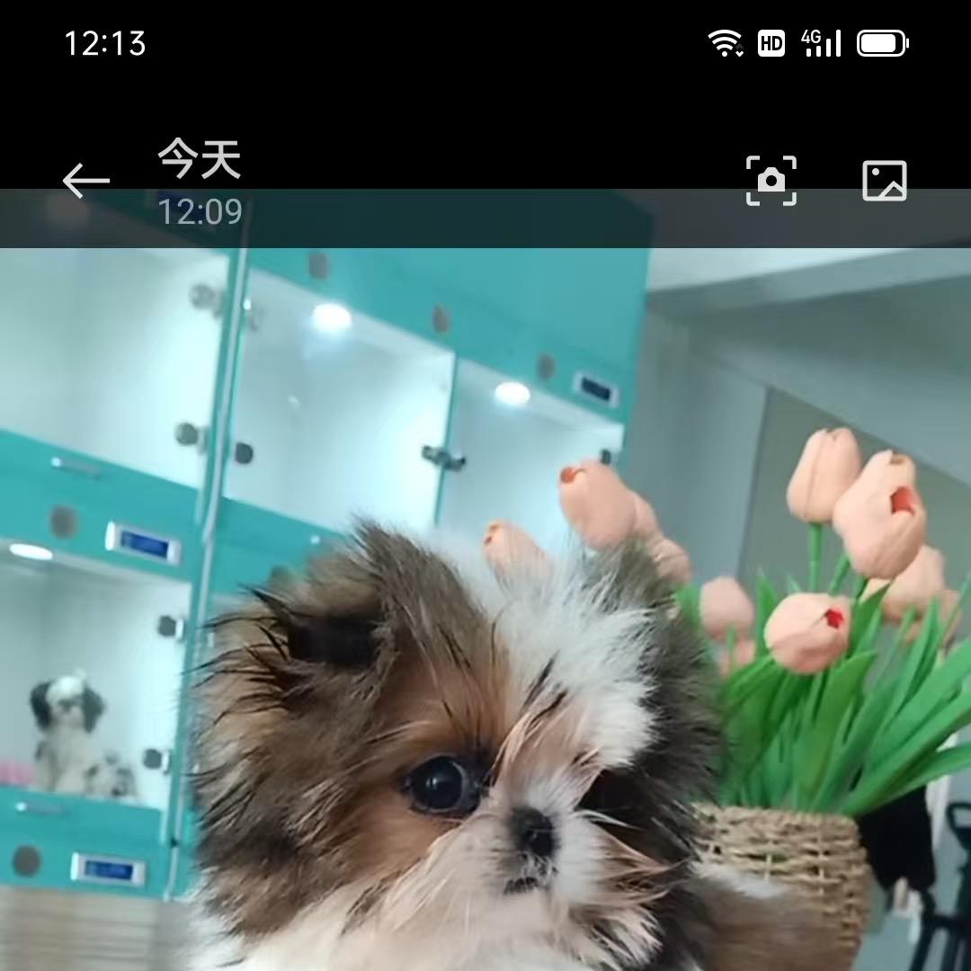 小向带您选萌宠（半间萌宠犬舍）