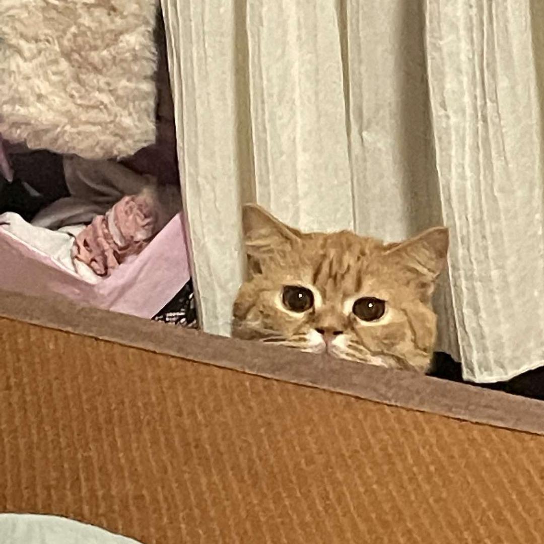 堡堡霸世