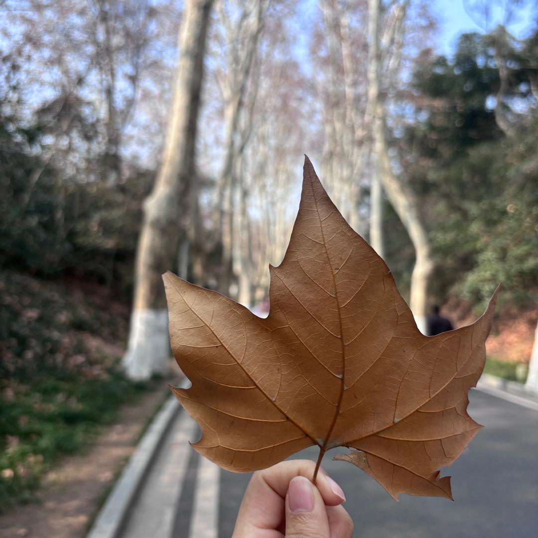 伊丽