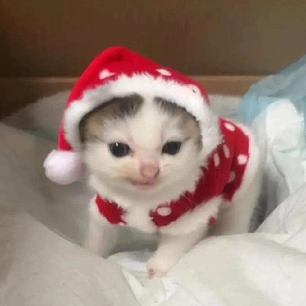 我是一只小猫