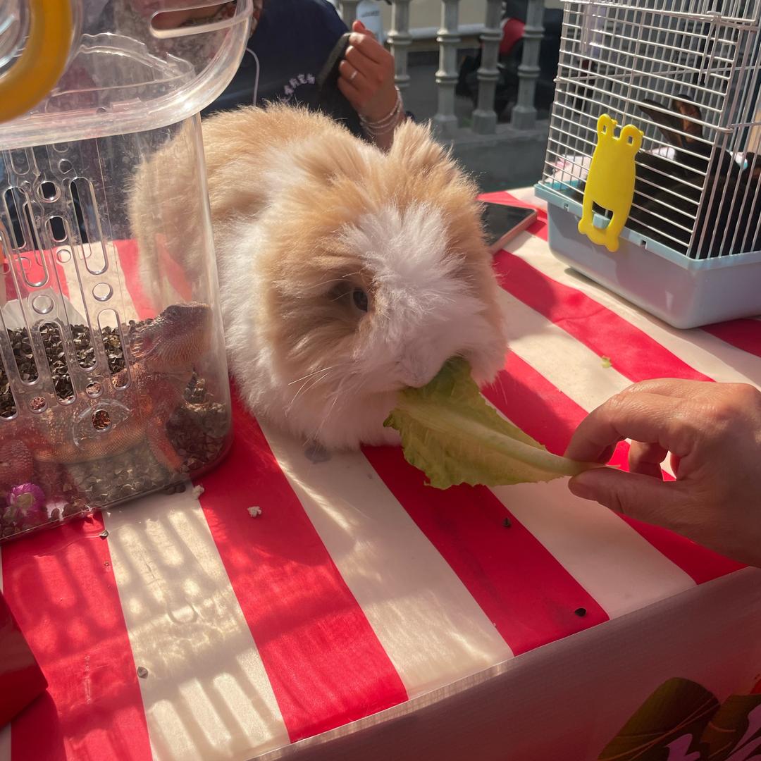 一只小🐰
