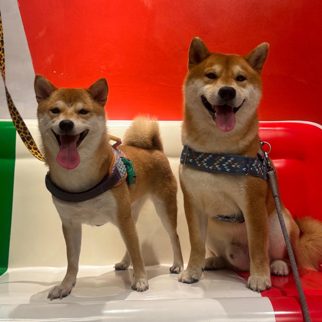 柴犬富贵儿和幸运儿