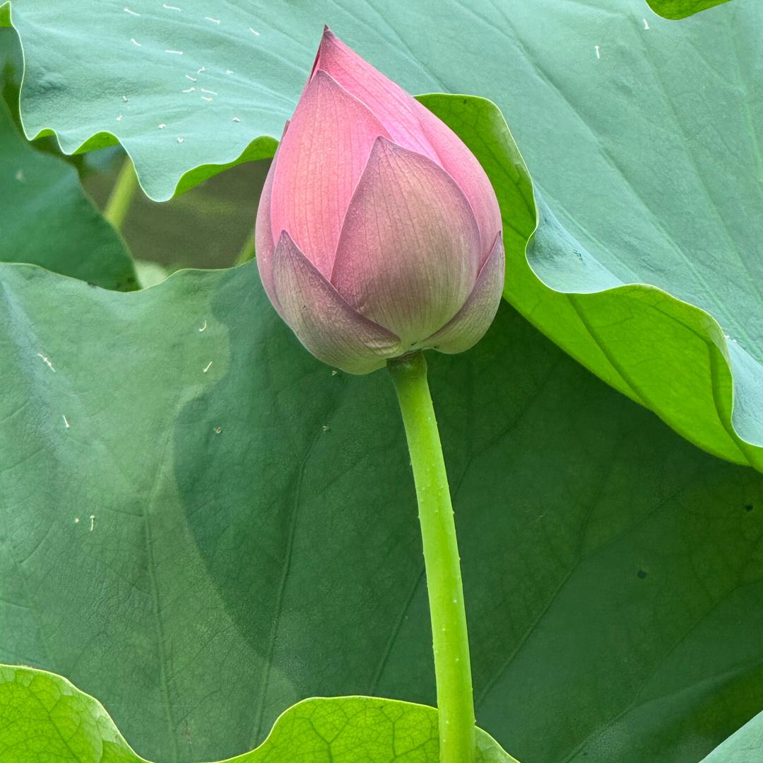 情非得已🎤