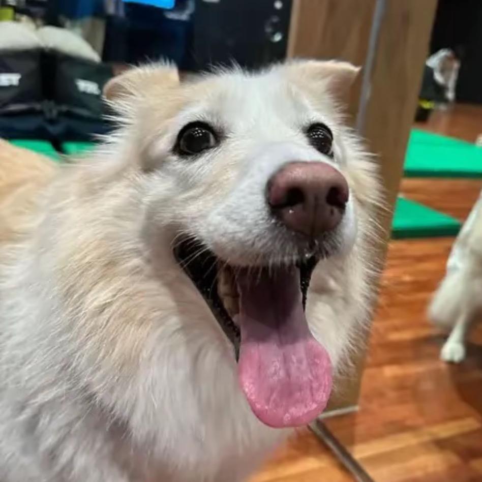 simmm