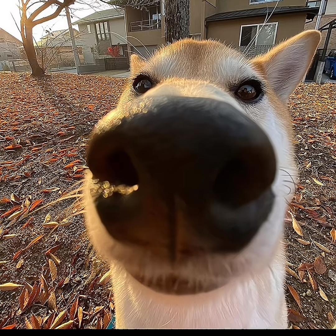 老进