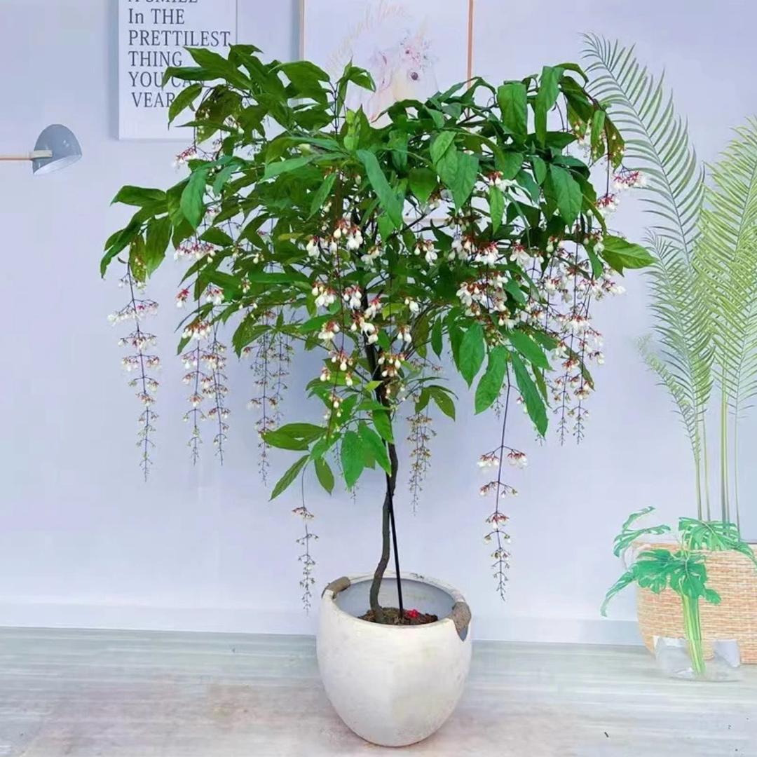 芯阳花卉园艺