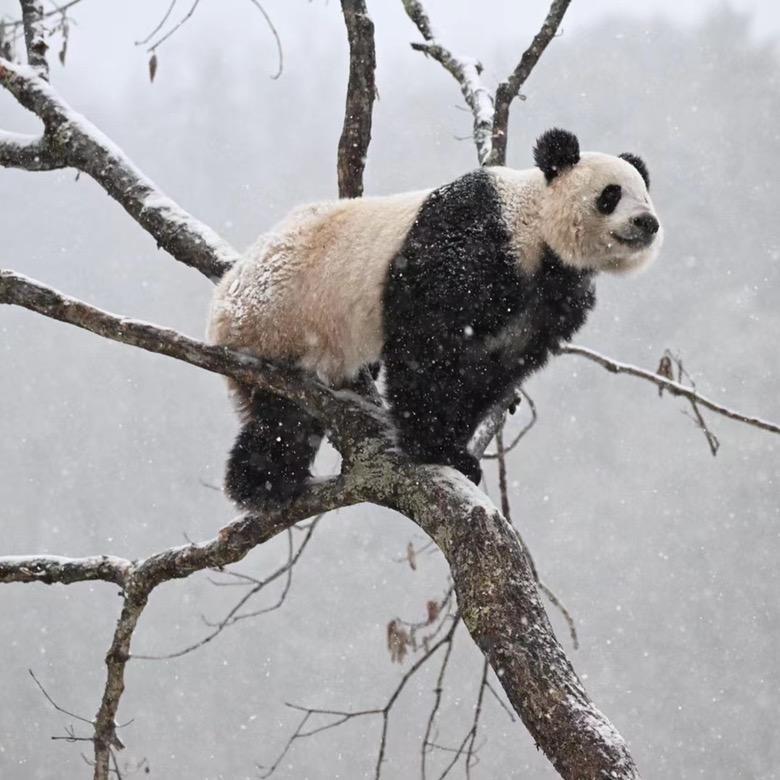 大山深处🐼