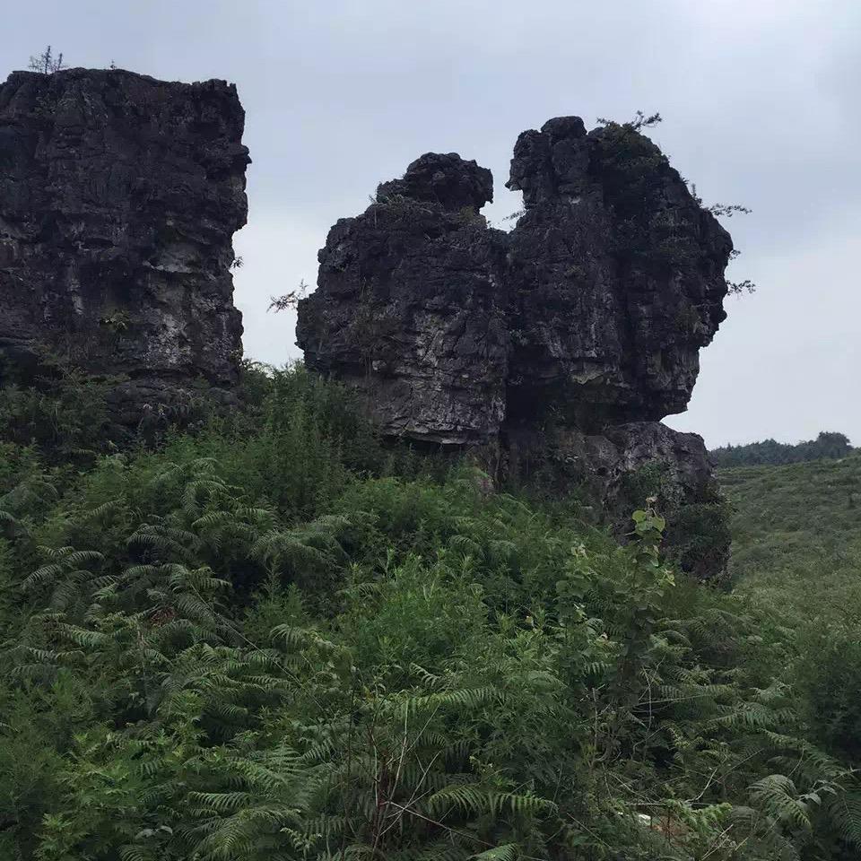姜还是嫩了点