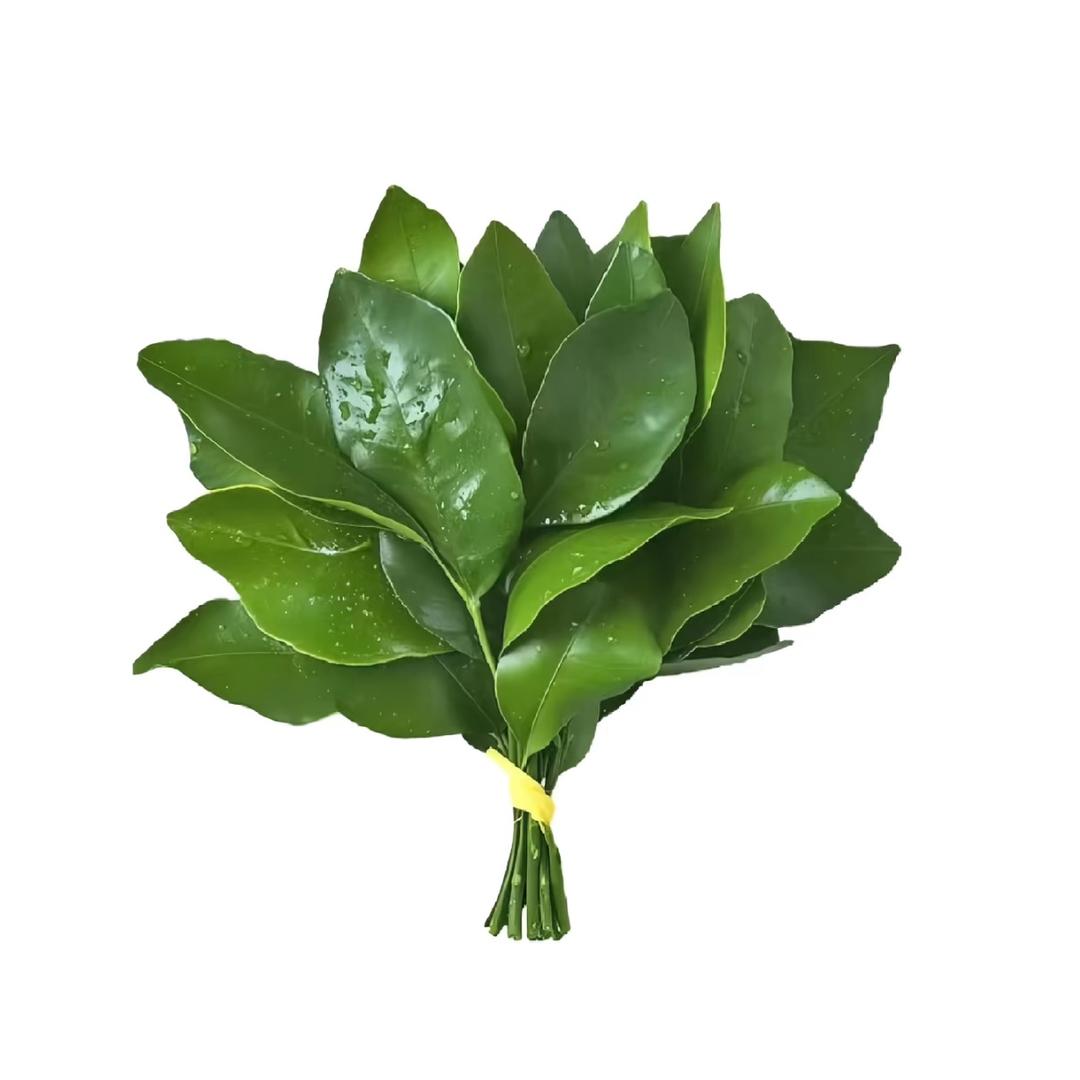 小提琴家