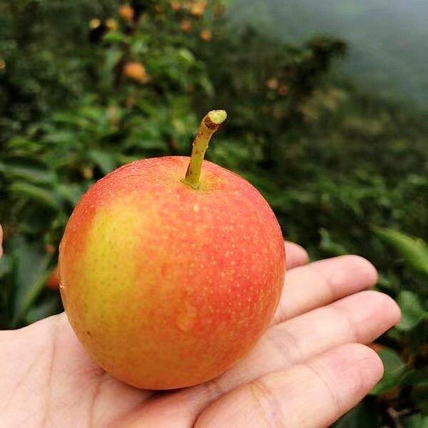 张建南果梨果园