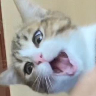 不要再吃啦