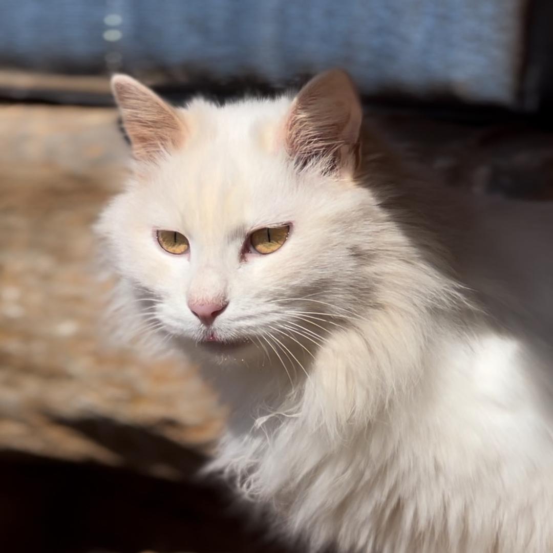 三脚猫小白