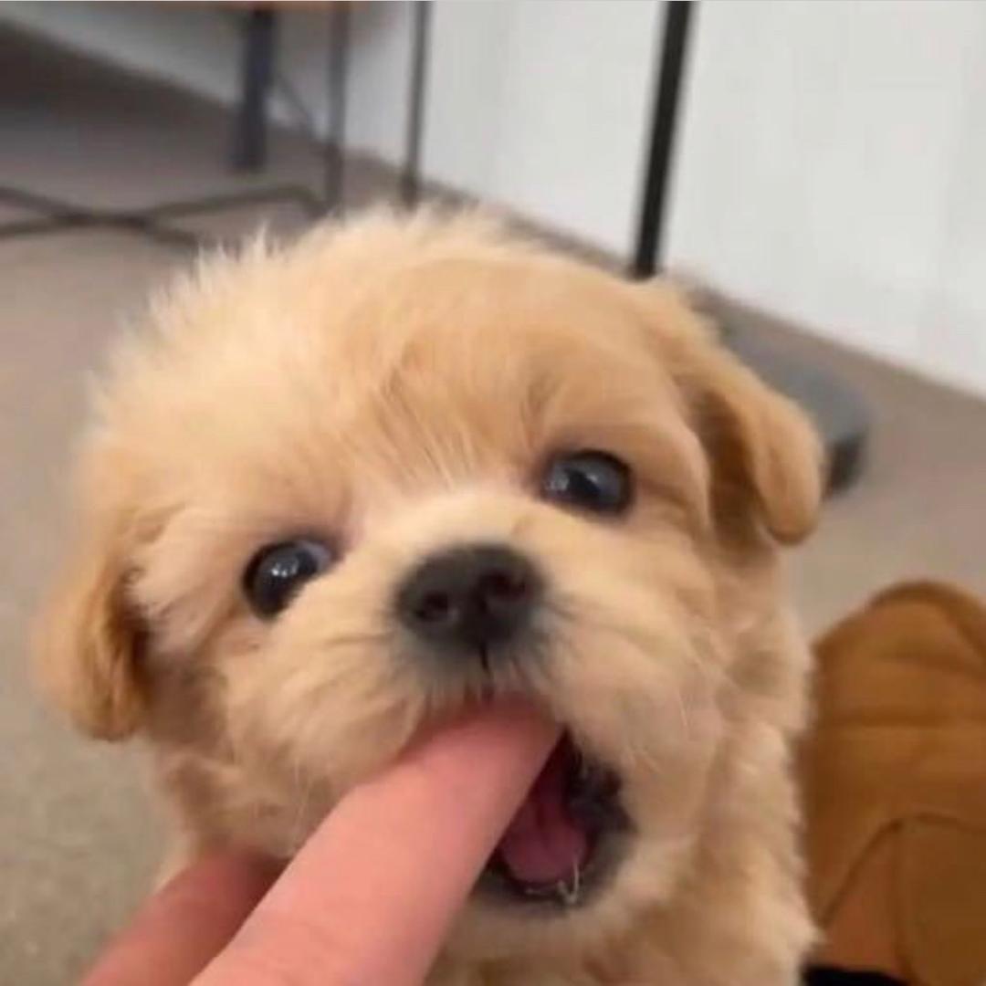 萧酱酱酱酱_