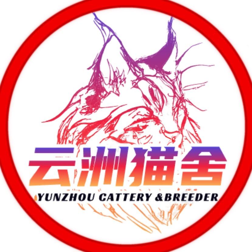 云洲猫舍·缅因