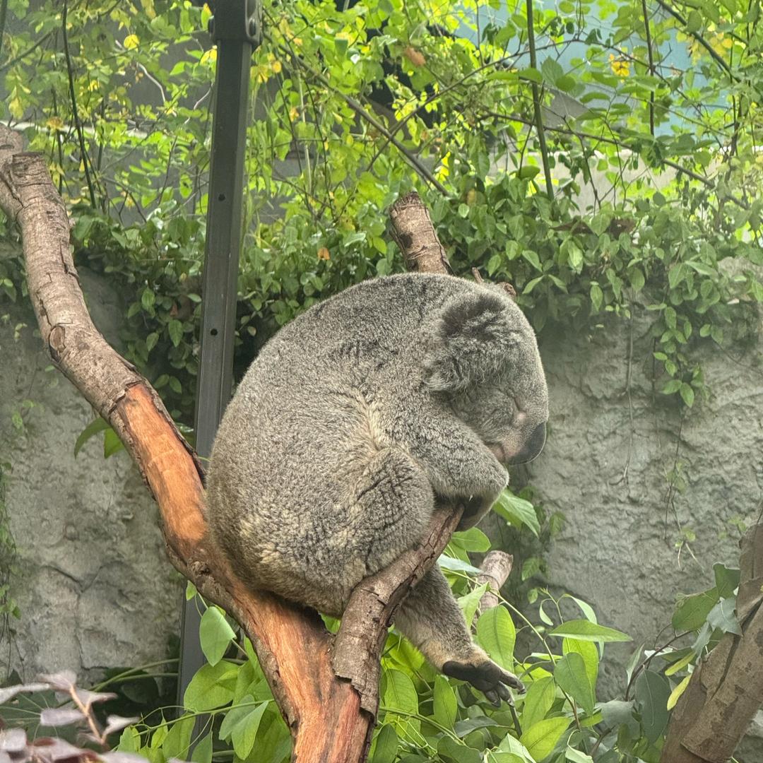 皮蛋solo粥～