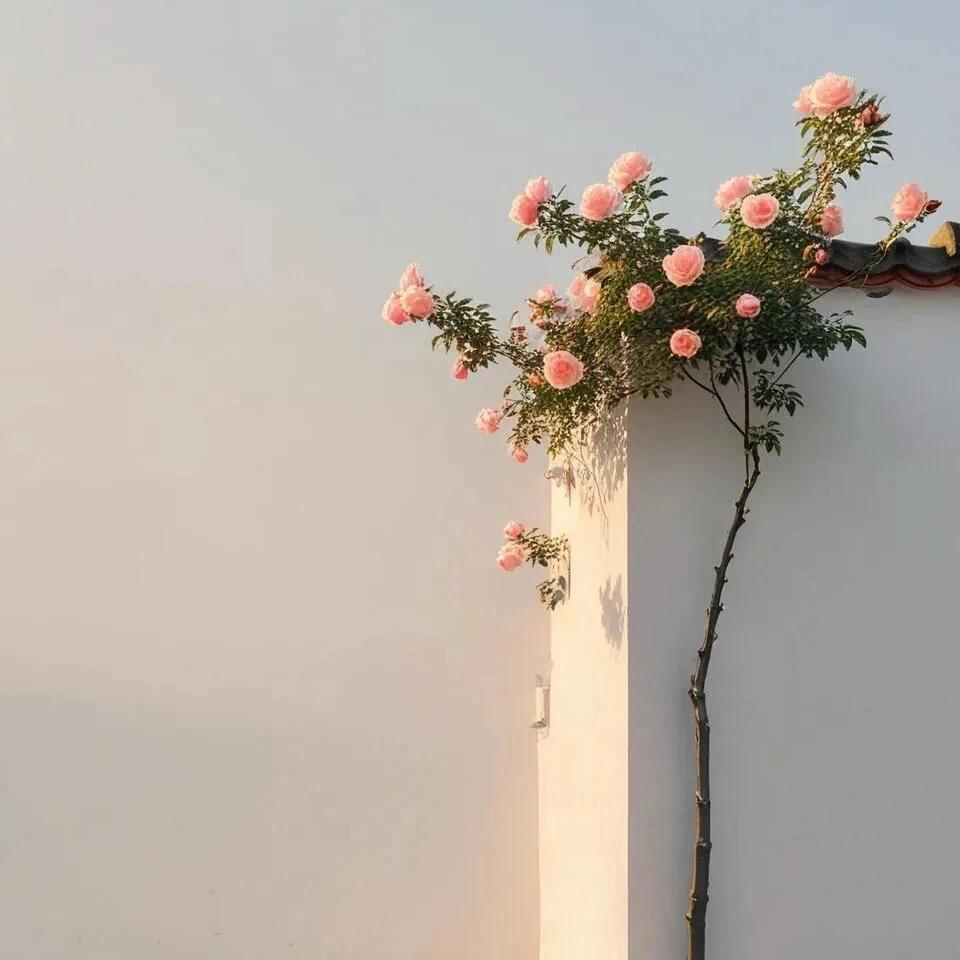 平凡的沙砾