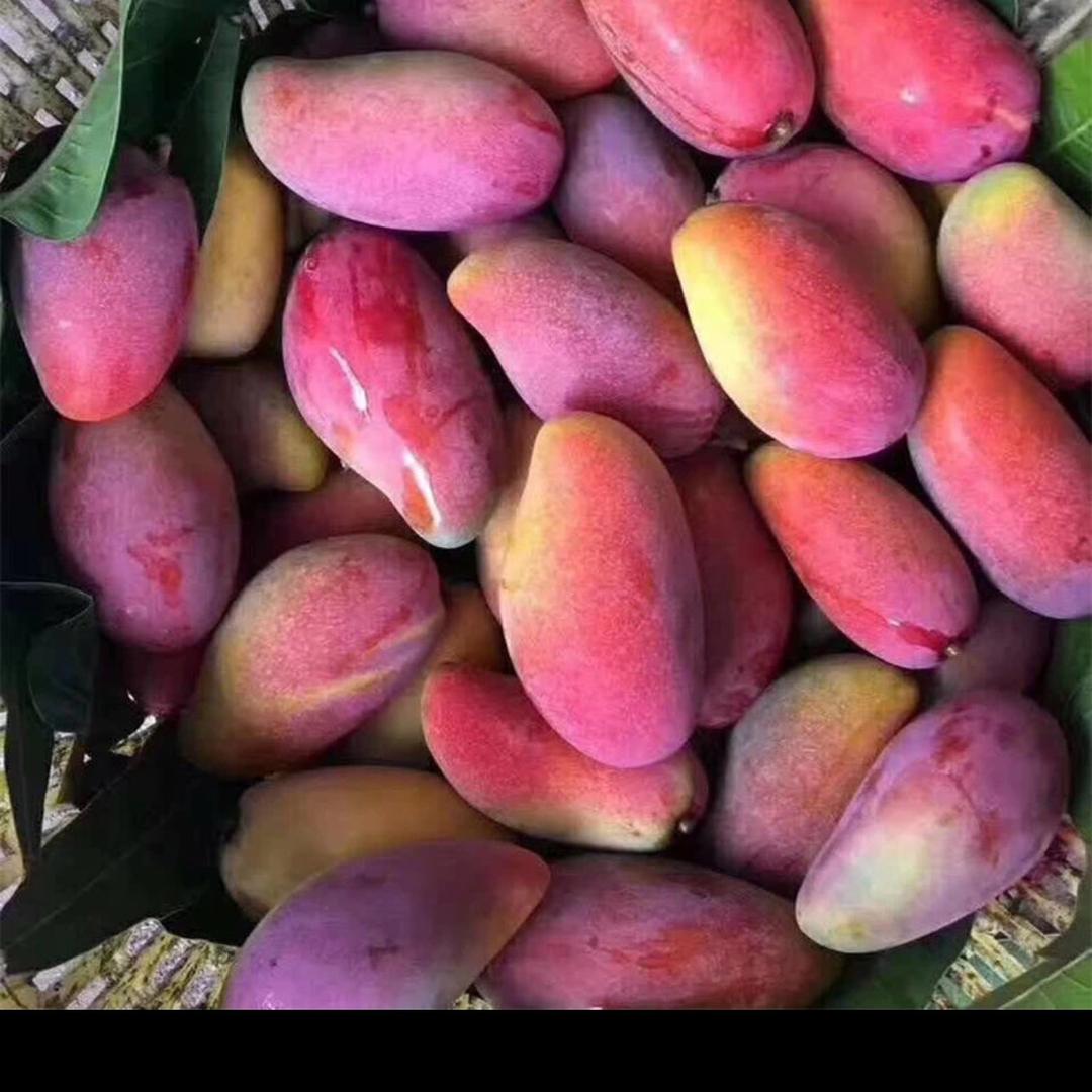 57965071557