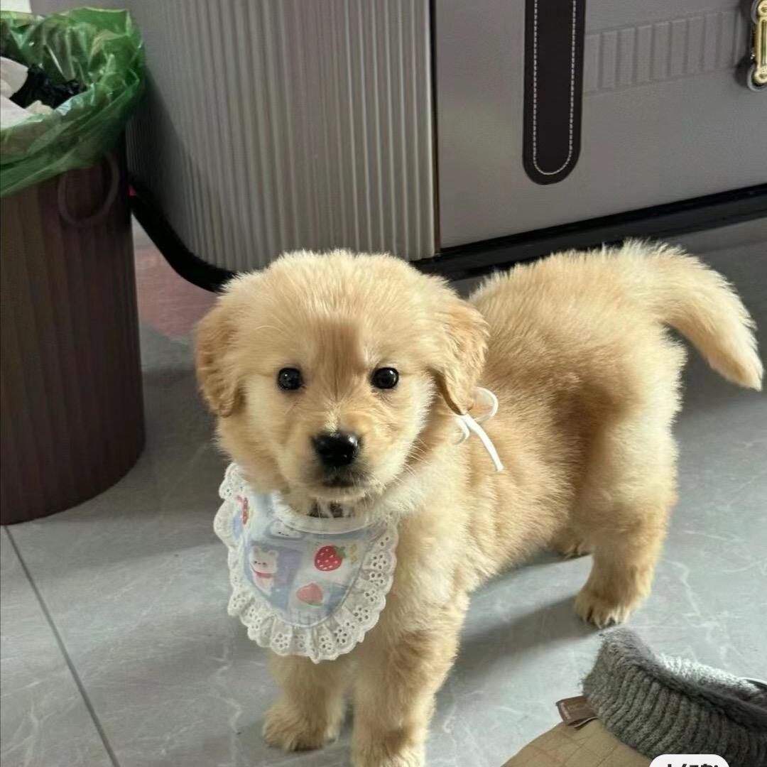 小羊肖恩