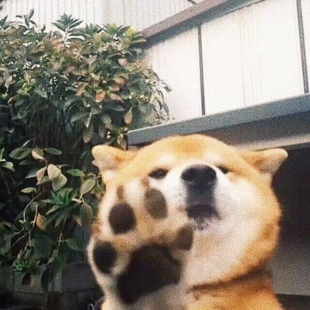 疯人院潮玩