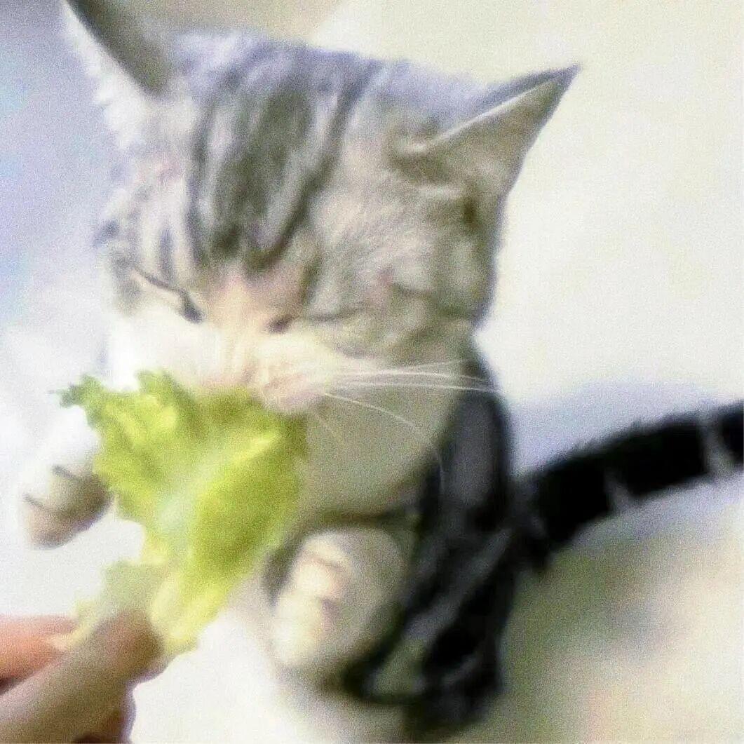 不吃青菜行不行🥬