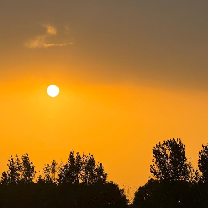 冷血的大狮子在刺猹