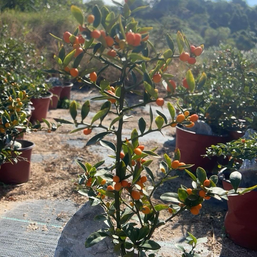 霞浦鑫盛花卉礼品严选店