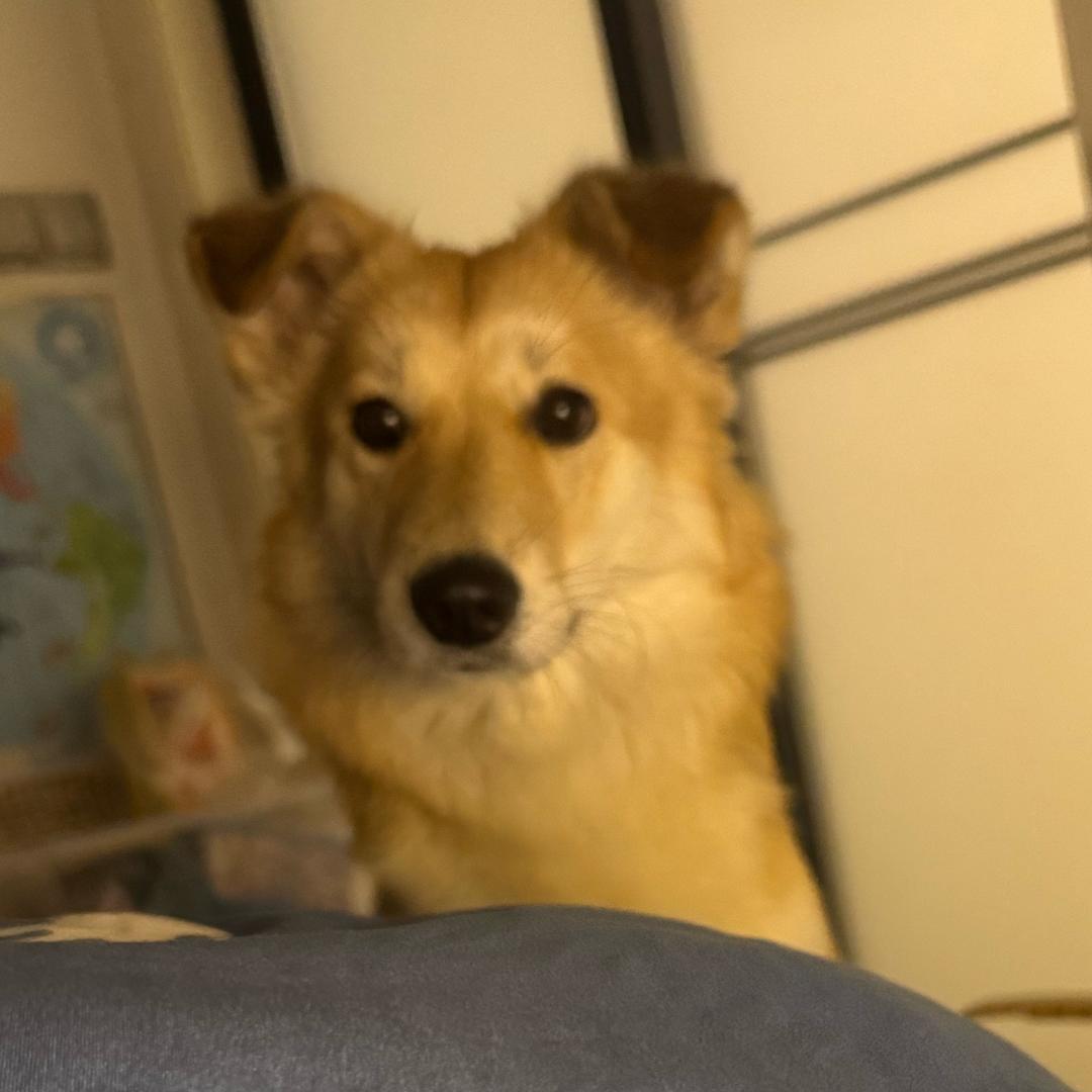 曹赖皮