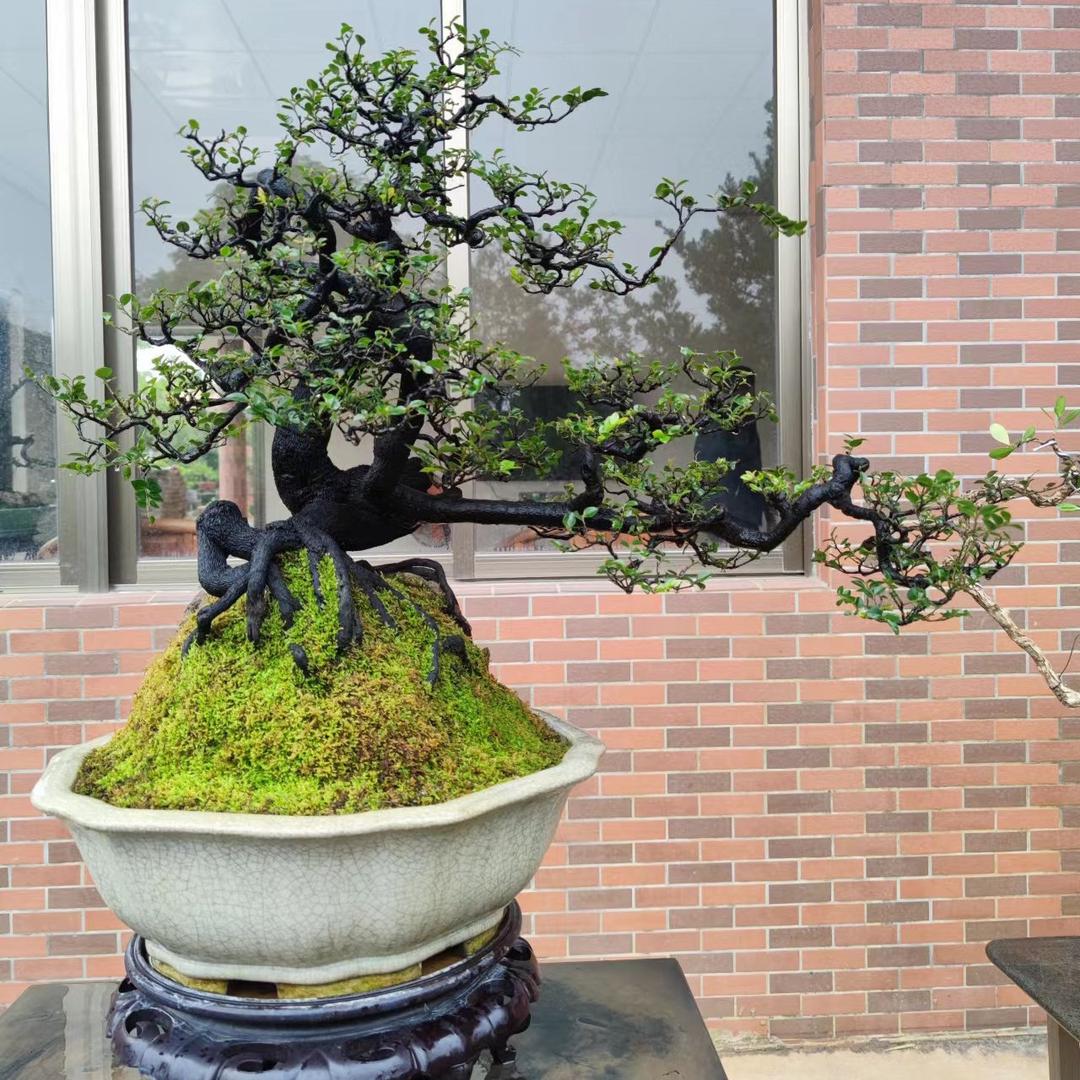 惠景园精品艺术盆景