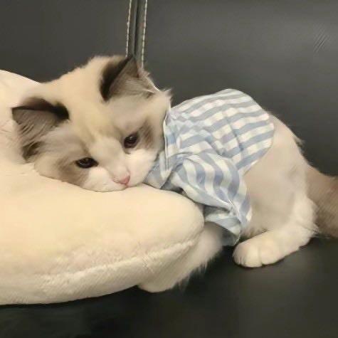 晚鹤不想晚睡觉