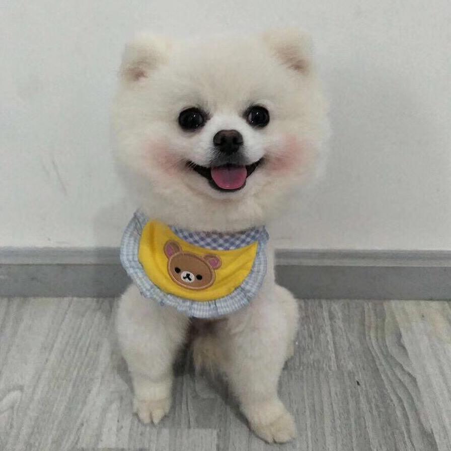 金鸽小瓜子