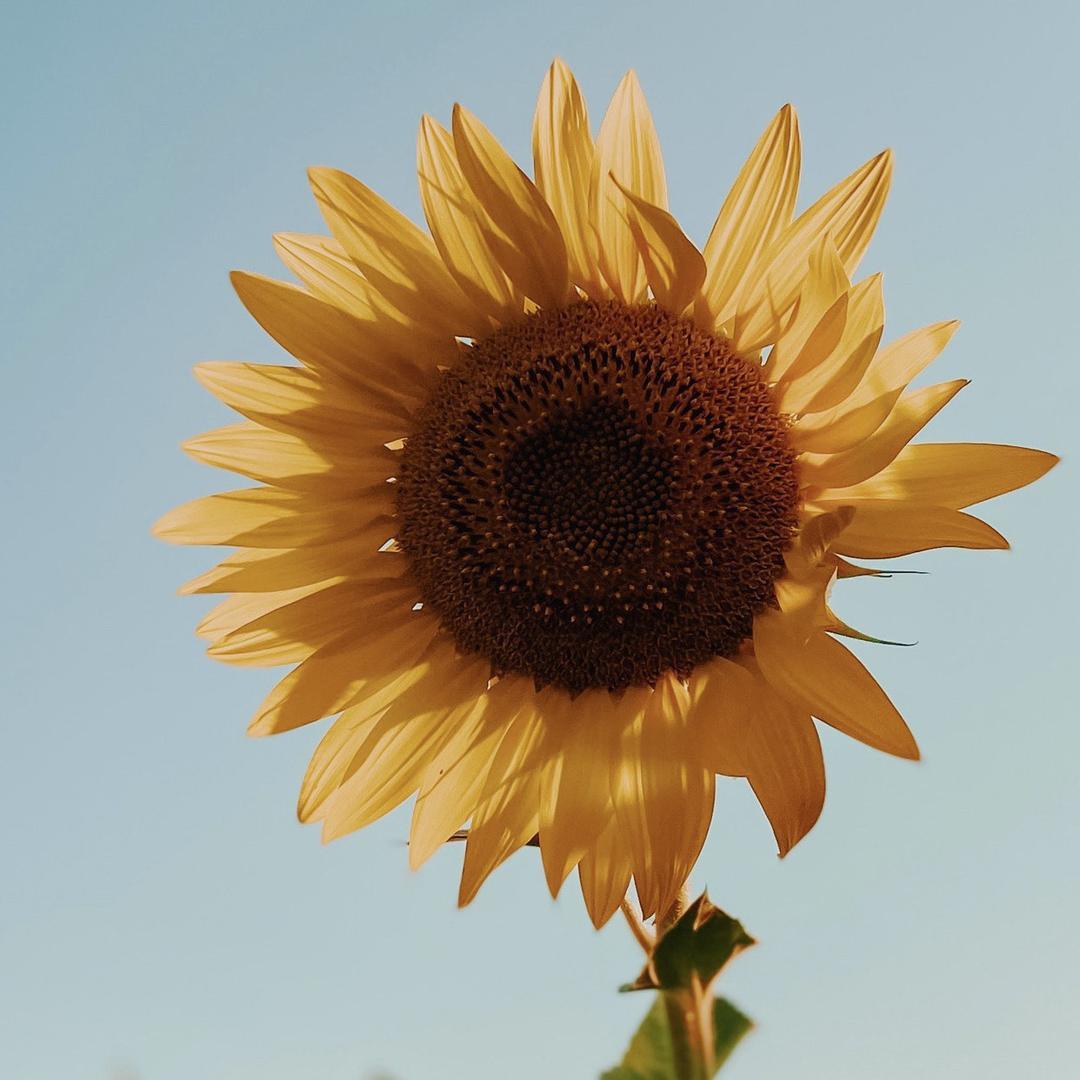 小柠檬～好物分享