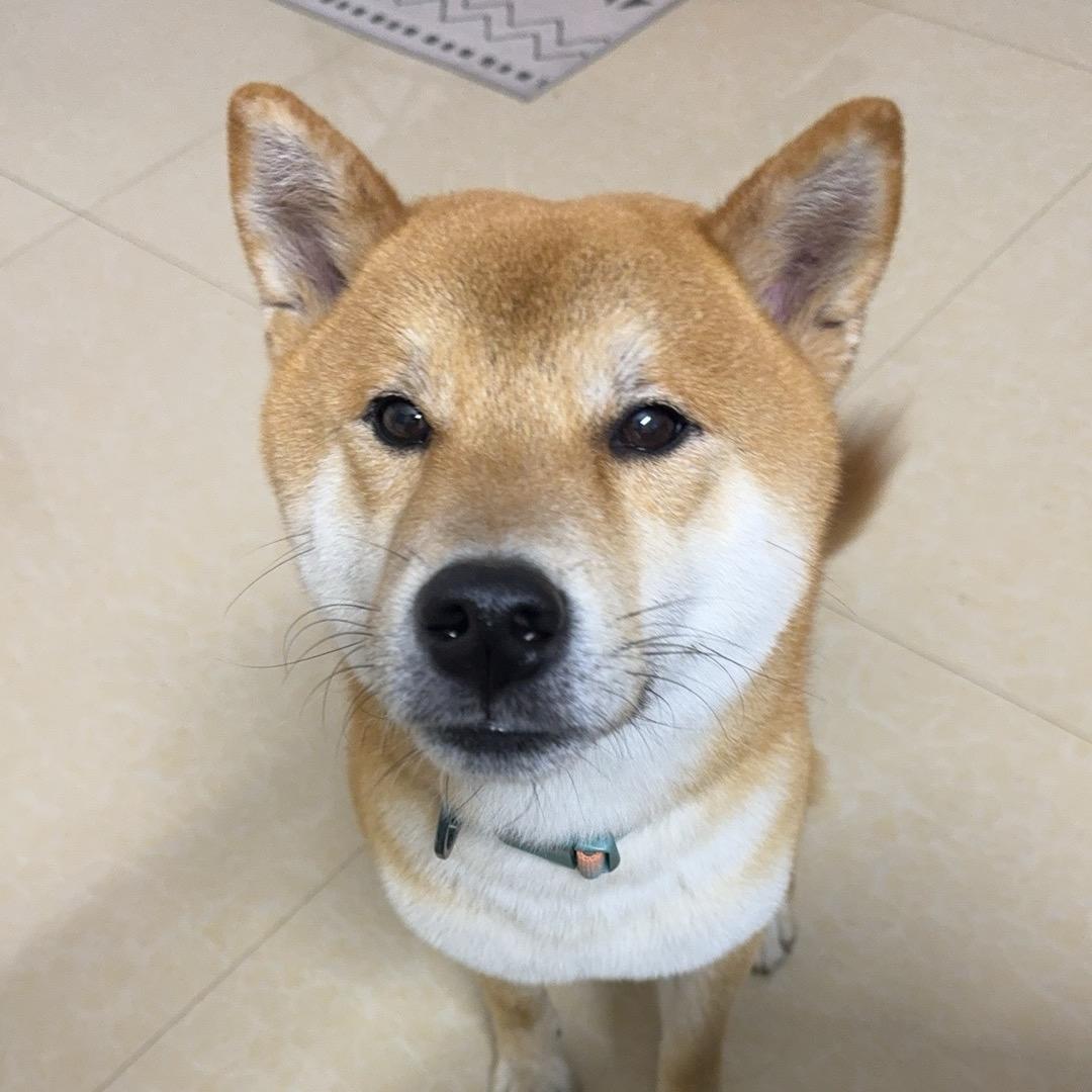 顺顺顺顺顺