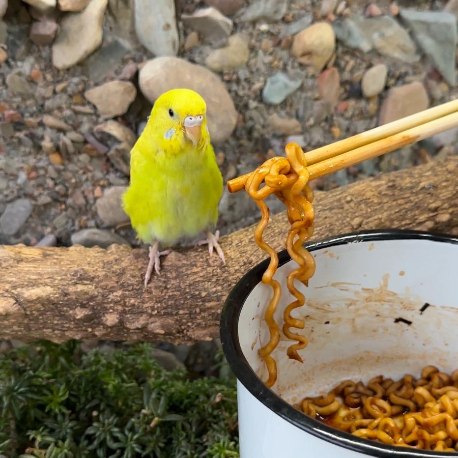 峰哥鹦鹉
