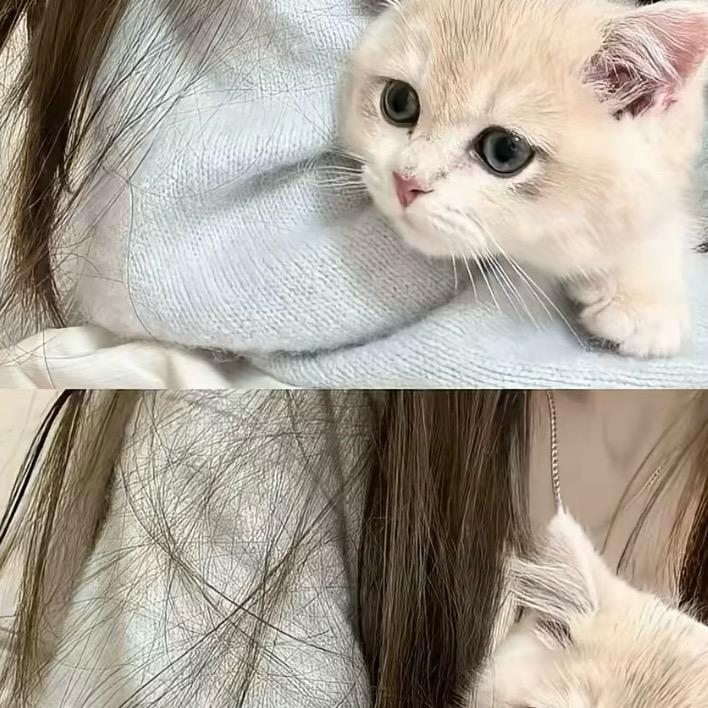 巷子里的猫猫