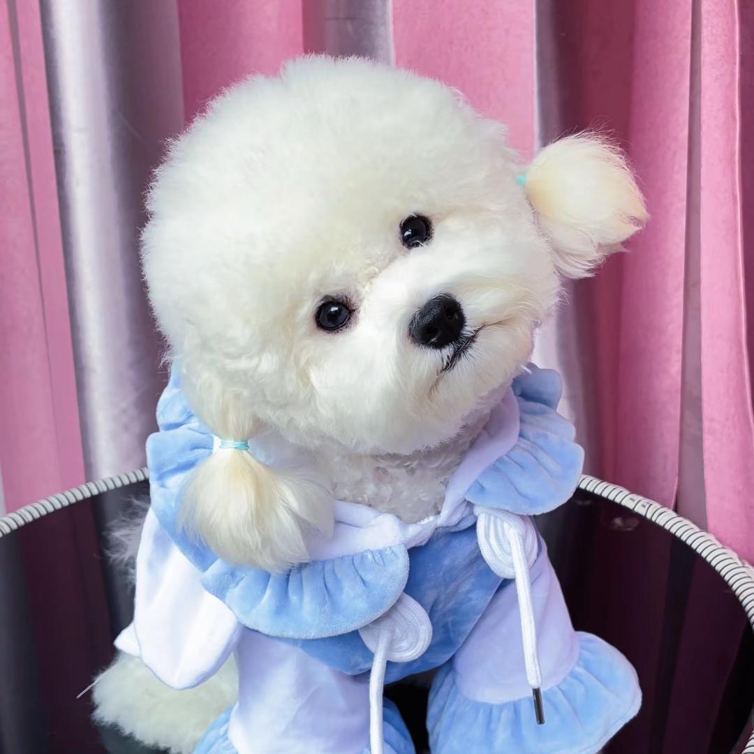 爱宠有家🐶