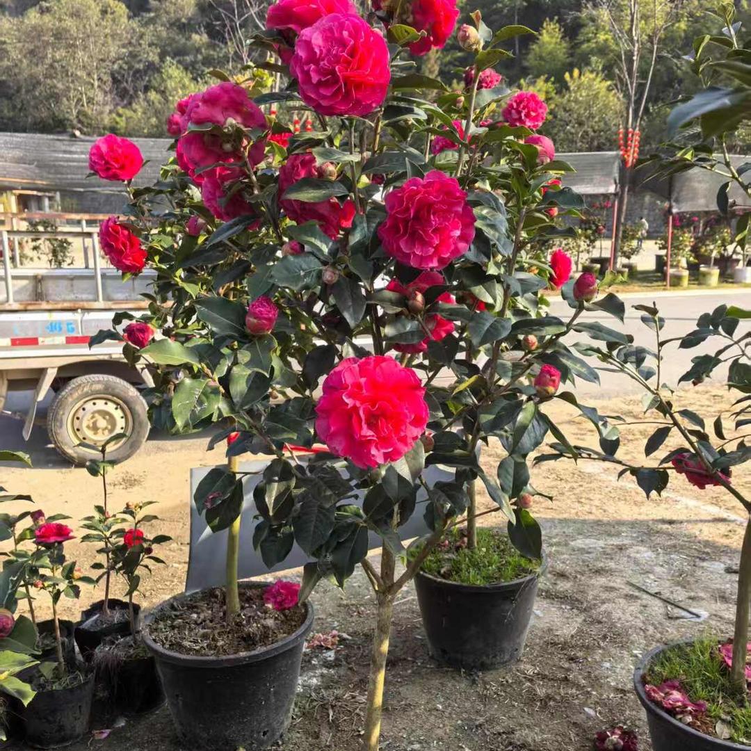 榕璟茶花花卉陶瓷甄选阁