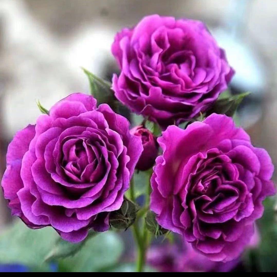 小微花草