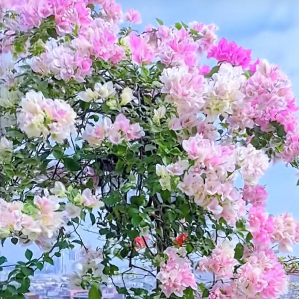 湘