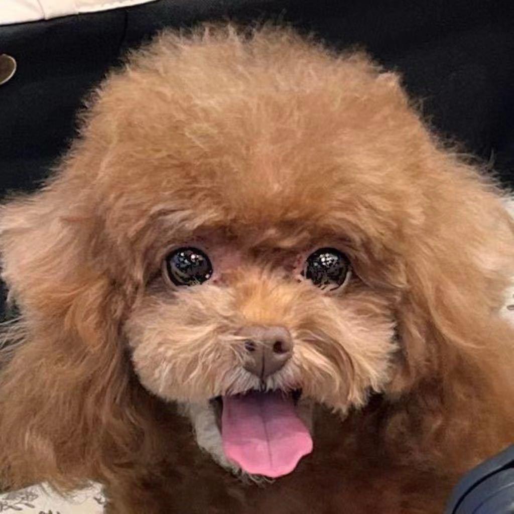 奶油不油🐶（开学版）