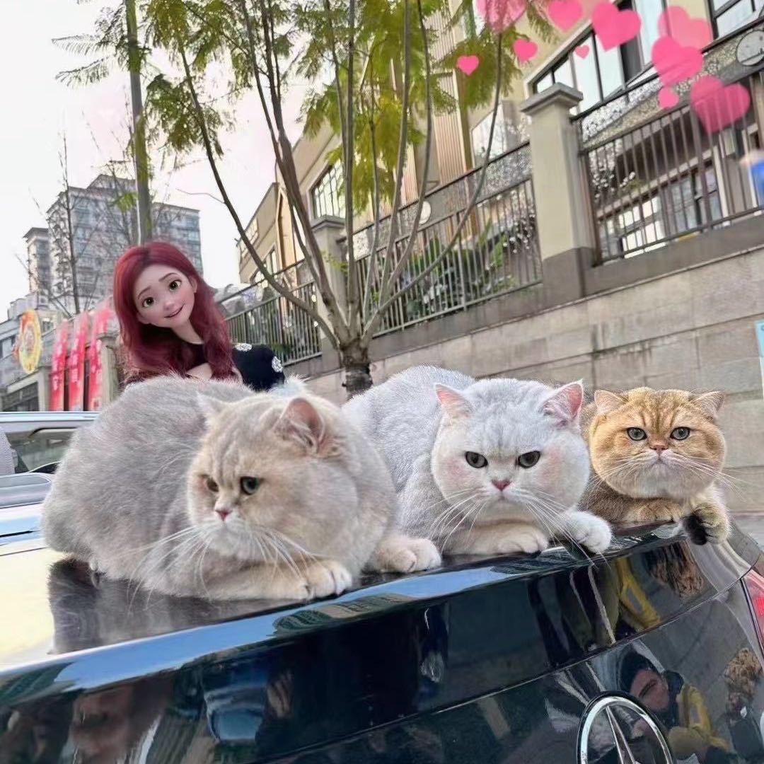 重庆点哥家的猫(直播号)