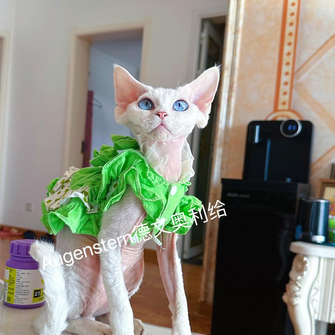 德文卷毛猫奥力给