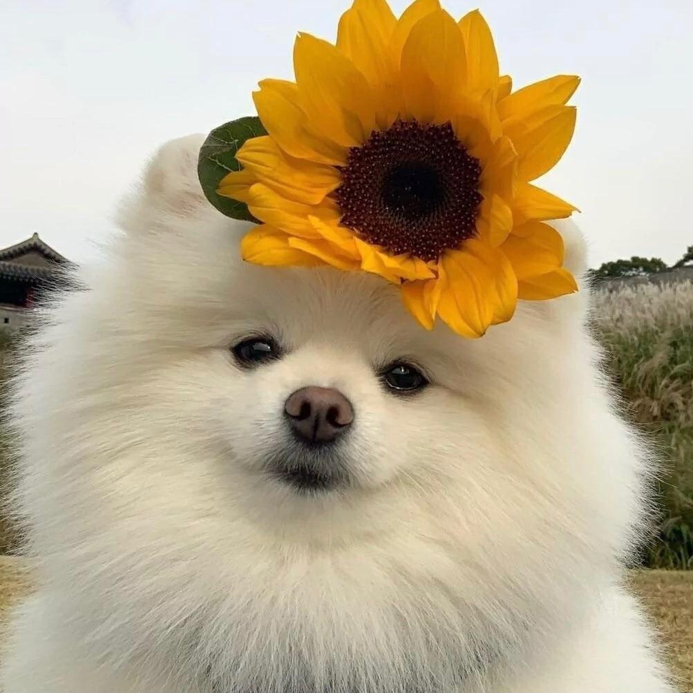朵朵招财进宝