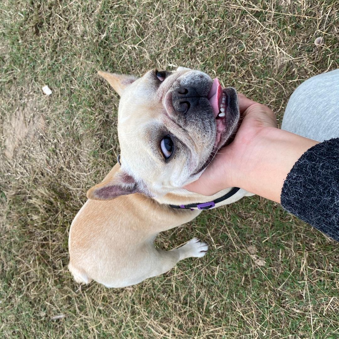 毛哥 （cf怀旧）