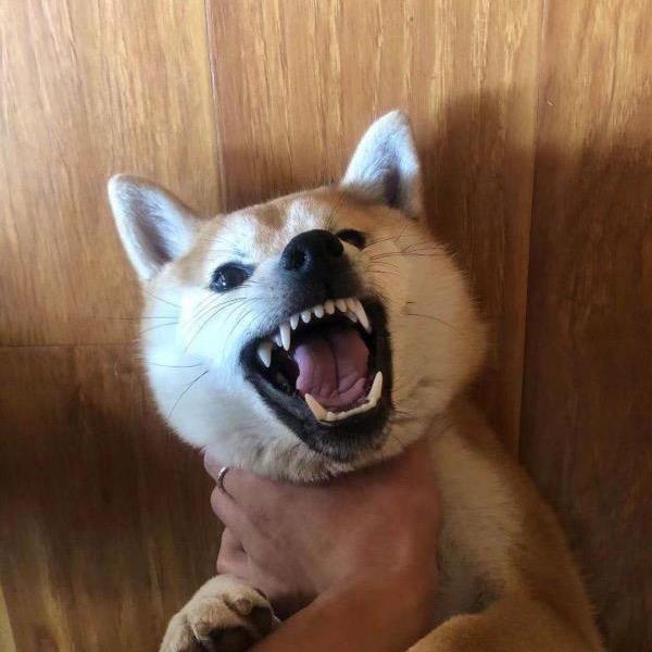 巴扎嘿