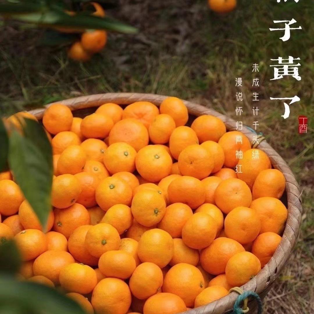 是沐沐吖（正宗涌泉蜜橘）