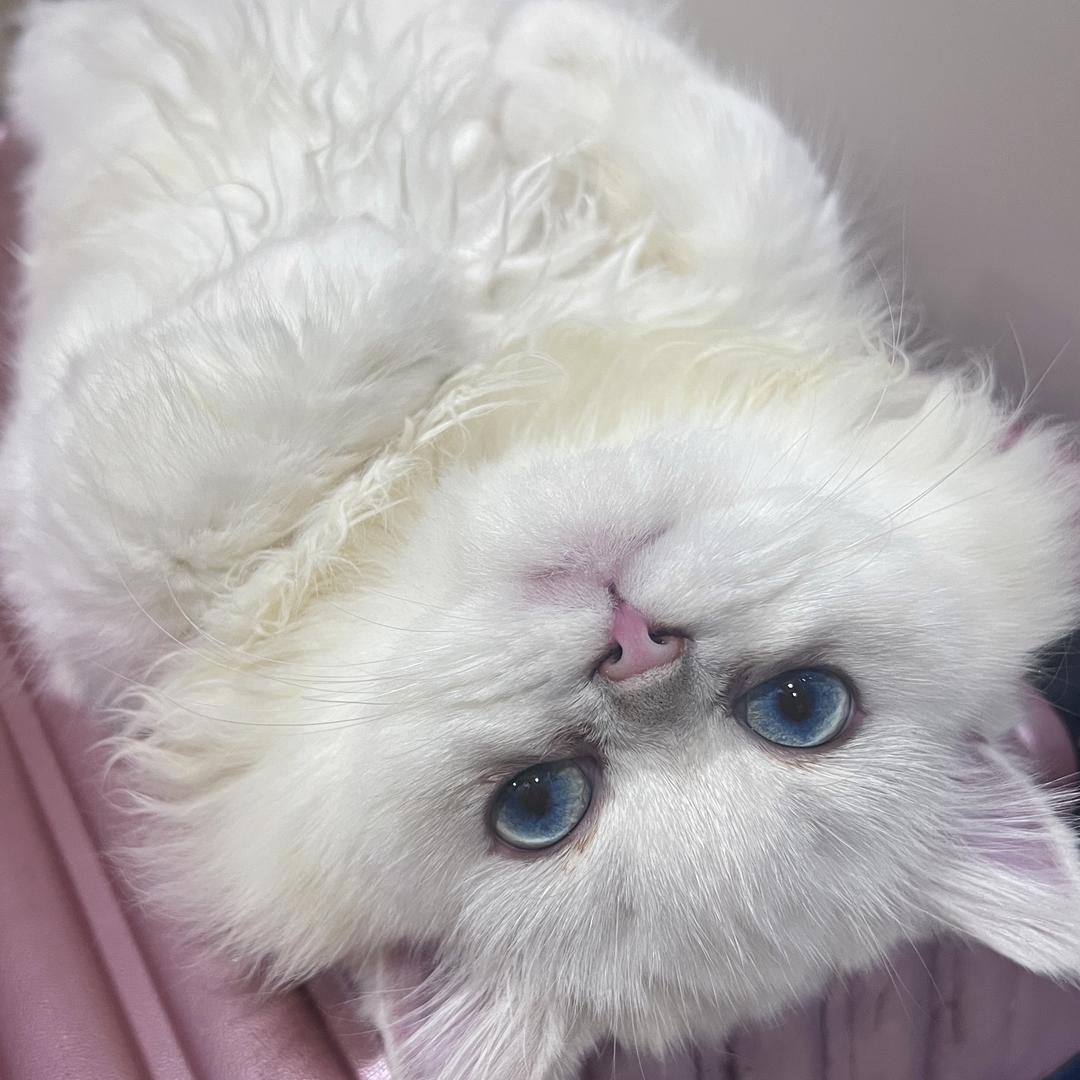 起司