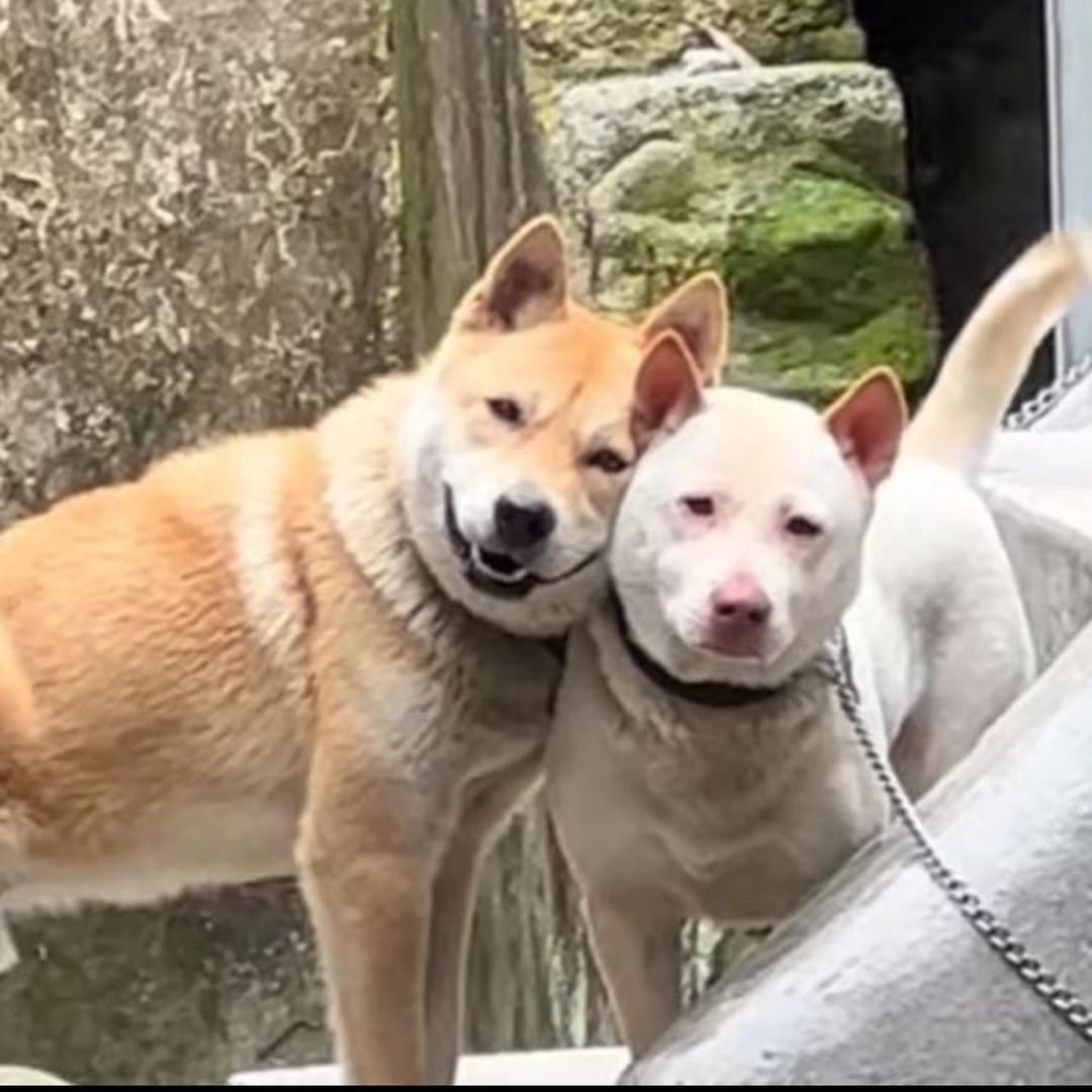 纯子的小甜妹
