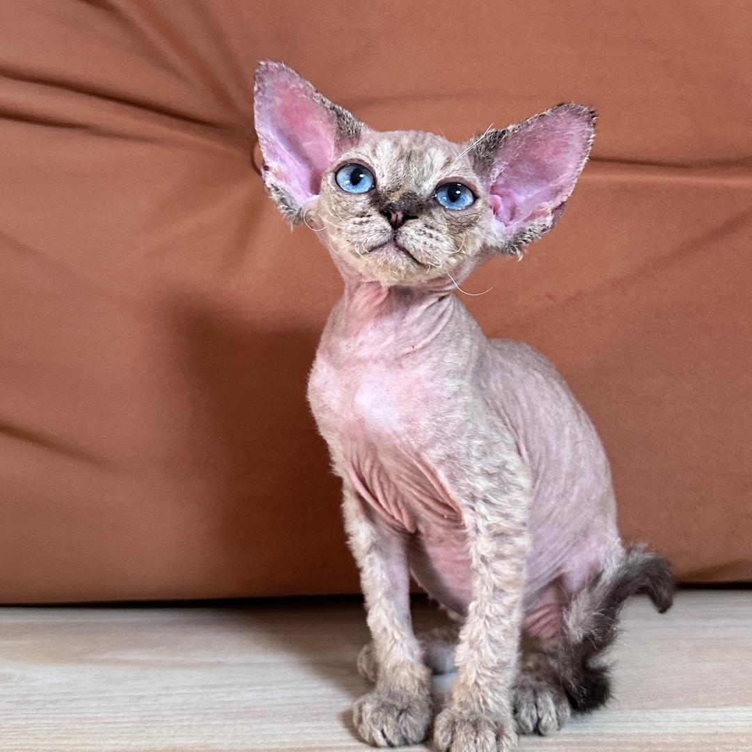 L•M家的德文卷毛猫