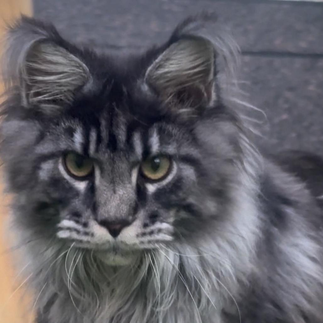 乌拉尔国际缅因猫舍