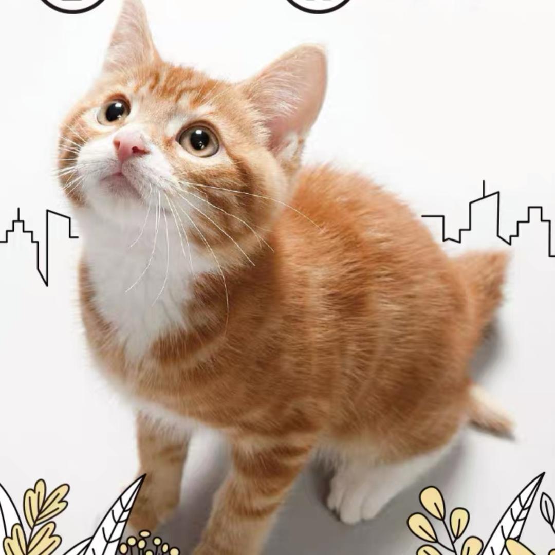 为-它们遮风挡雨